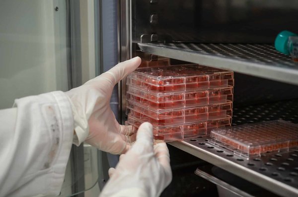 Quelle est l'efficacité des programmes d'incubateurs pour les startups technologiques ?